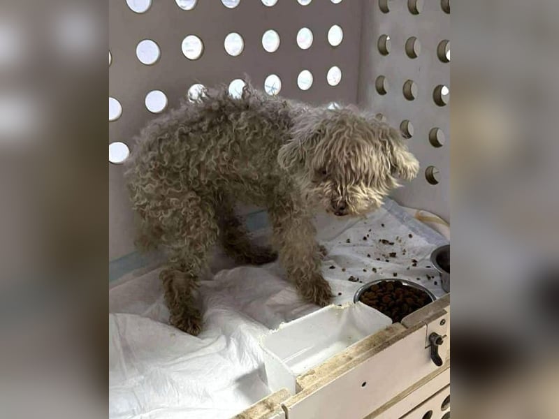 ♥DAHLIA♥ ab 11. Apr auf Pflegestelle bei Köln - süße, viel zu dünne kleine Hundedame 30cm