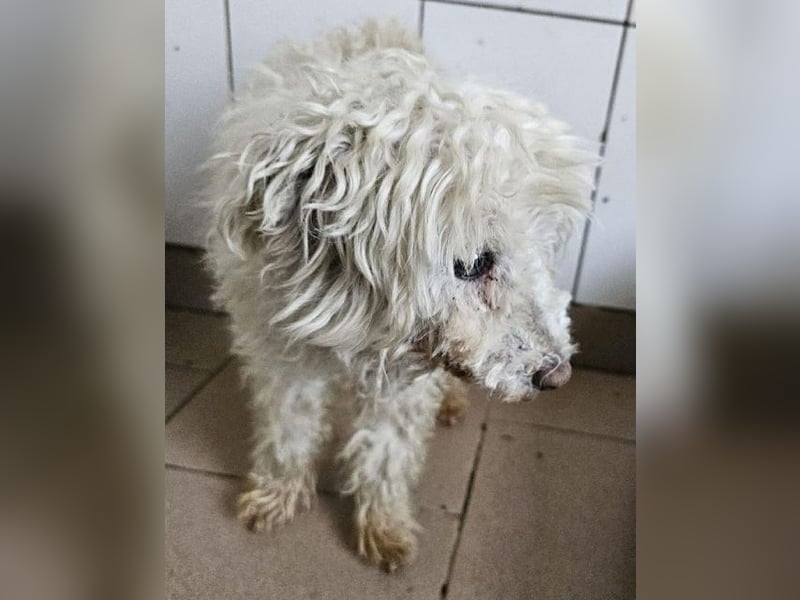 ♥DAHLIA♥ ab 11. Apr auf Pflegestelle bei Köln - süße, viel zu dünne kleine Hundedame 30cm