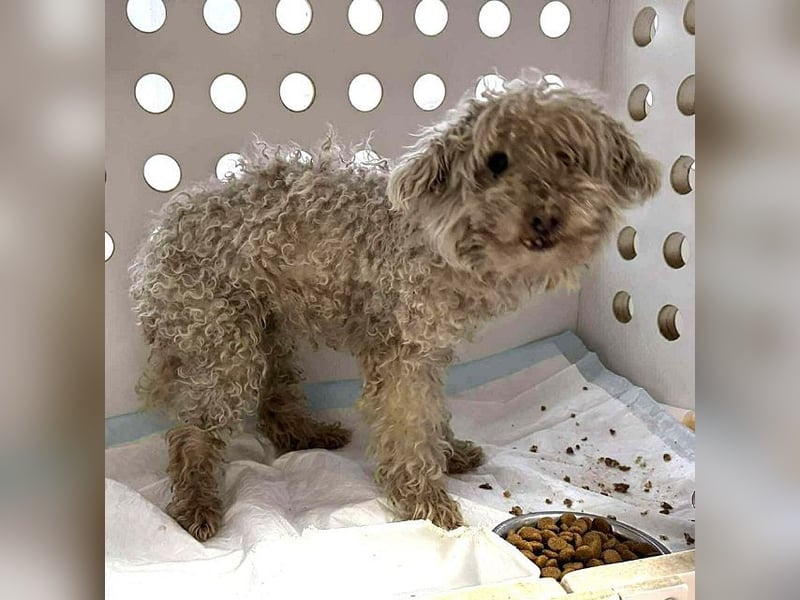 ♥DAHLIA♥ ab 21. März auf Pflegestelle in Köln - süße, viel zu dünne kleine Hundedame 30cm