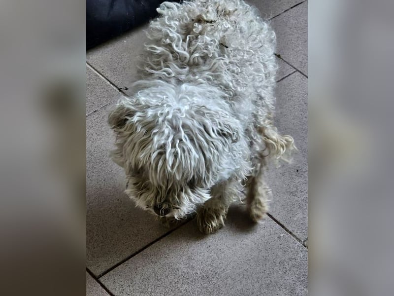 ♥DAHLIA♥ ab 11. Apr auf Pflegestelle bei Köln - süße, viel zu dünne kleine Hundedame 30cm