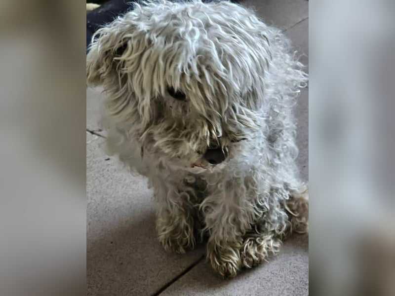 ♥DAHLIA♥ ab 21. März auf Pflegestelle in Köln - süße, viel zu dünne kleine Hundedame 30cm