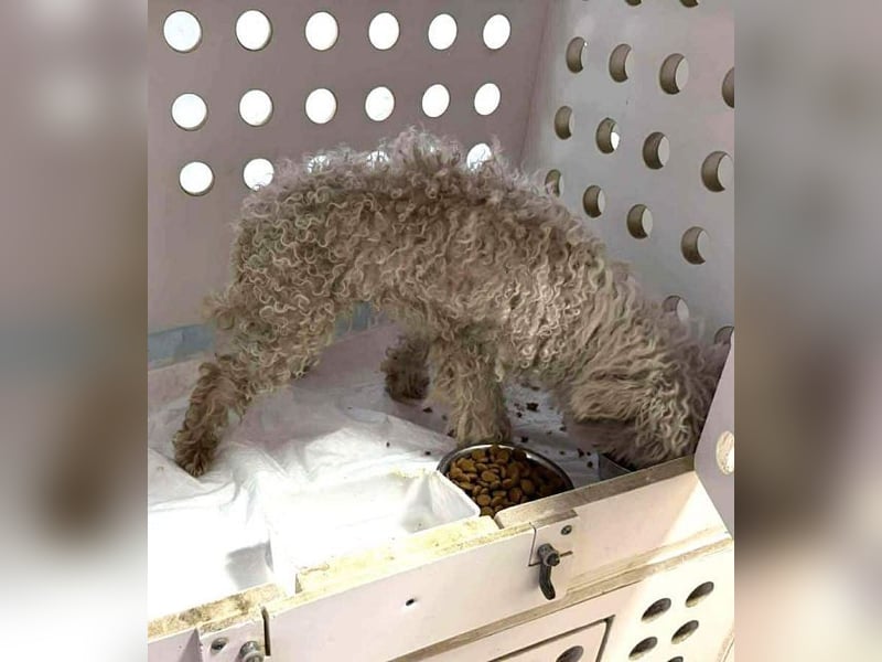 ♥DAHLIA♥ ab 21. März auf Pflegestelle in Köln - süße, viel zu dünne kleine Hundedame 30cm