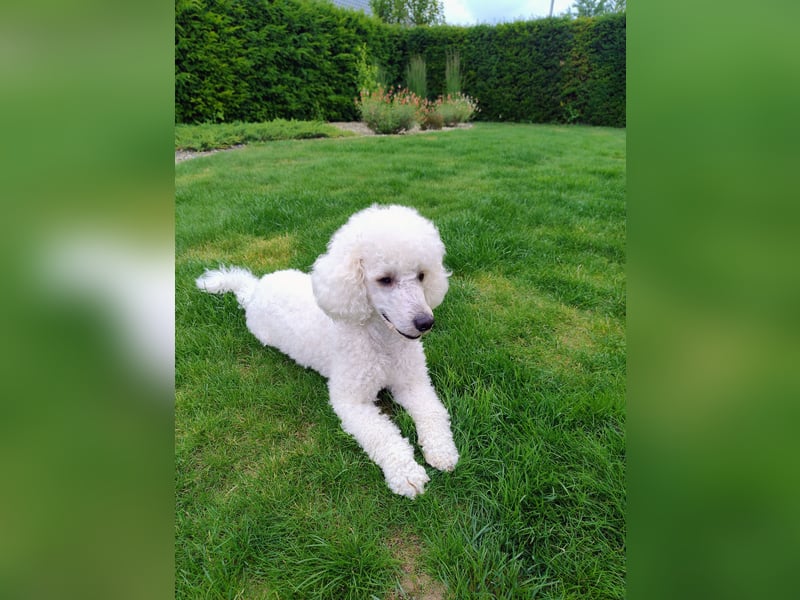 Reinrassiger weißer Zwergpudel, Deckrüde mit Ahnentafel (Stammbaum)