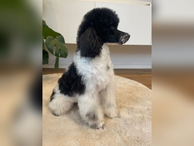 Harlekin Zwergpudel Deckrüde (kein Verkauf)