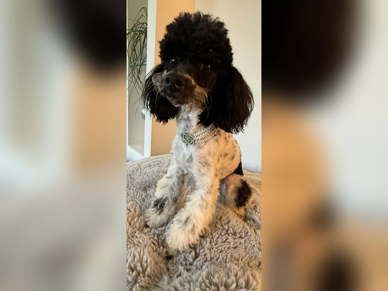 Harlekin Zwergpudel Deckrüde (kein Verkauf)