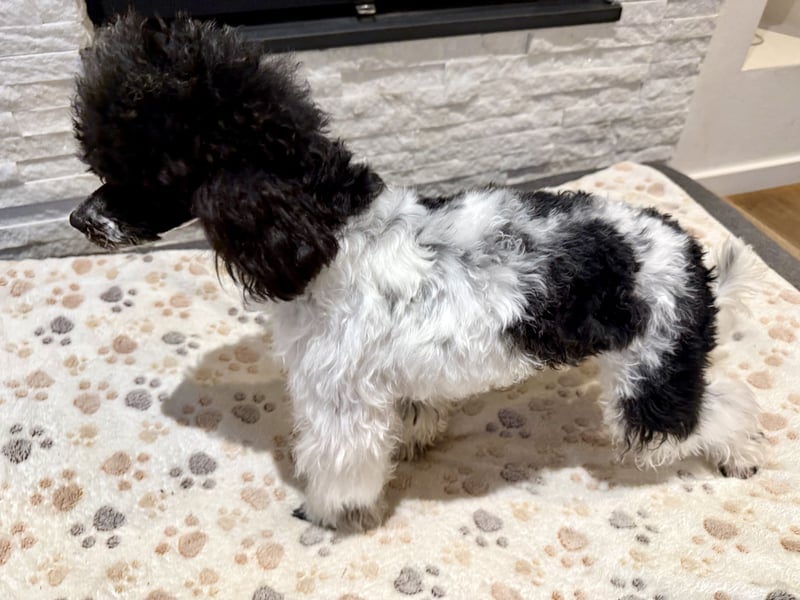 Harlekin Zwergpudel Deckrüde (kein Verkauf)