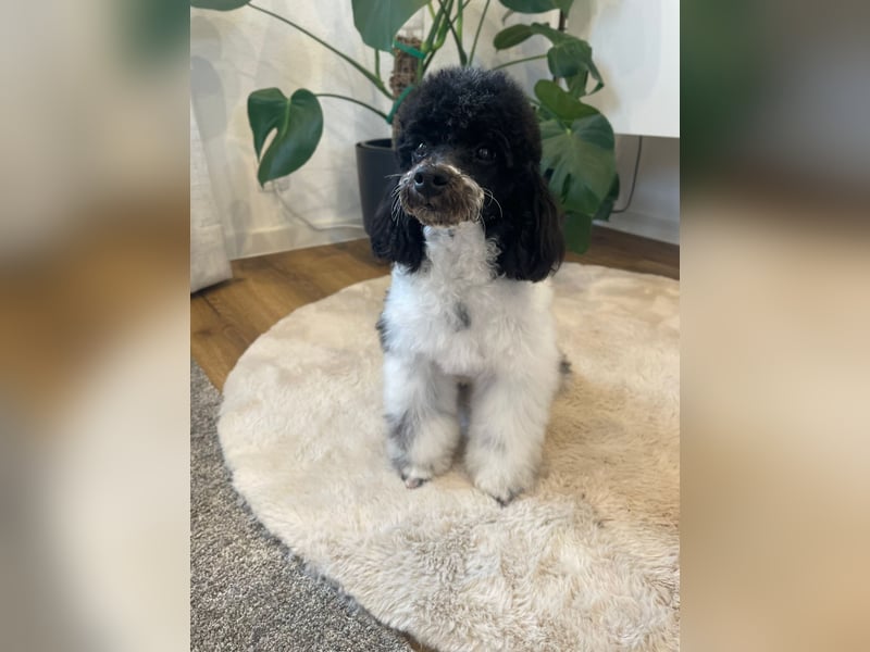 Harlekin Zwergpudel Deckrüde (kein Verkauf)