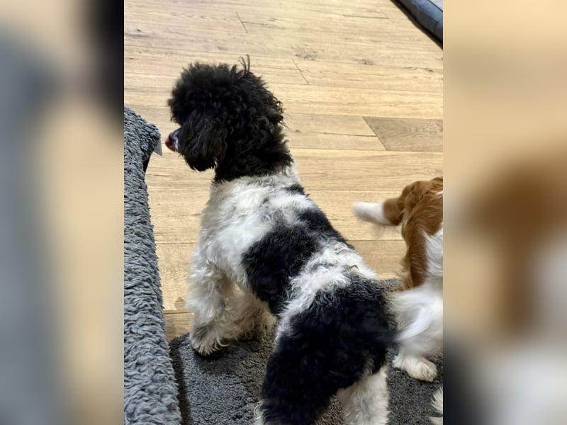 Harlekin Zwergpudel Deckrüde (kein Verkauf)