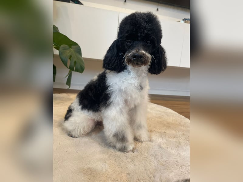 Harlekin Zwergpudel Deckrüde (kein Verkauf)