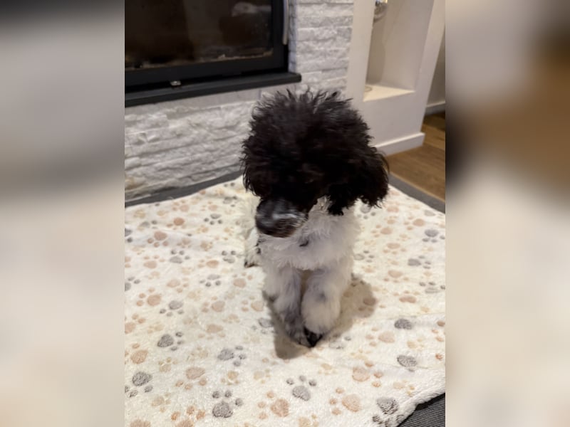 Harlekin Zwergpudel Deckrüde (kein Verkauf)