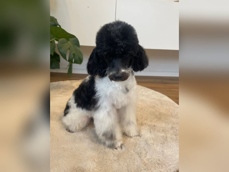 Harlekin Zwergpudel Deckrüde (kein Verkauf)