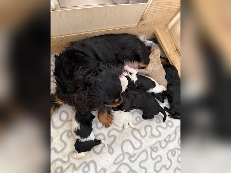 Harlekin Zwergpudel Deckrüde (kein Verkauf)