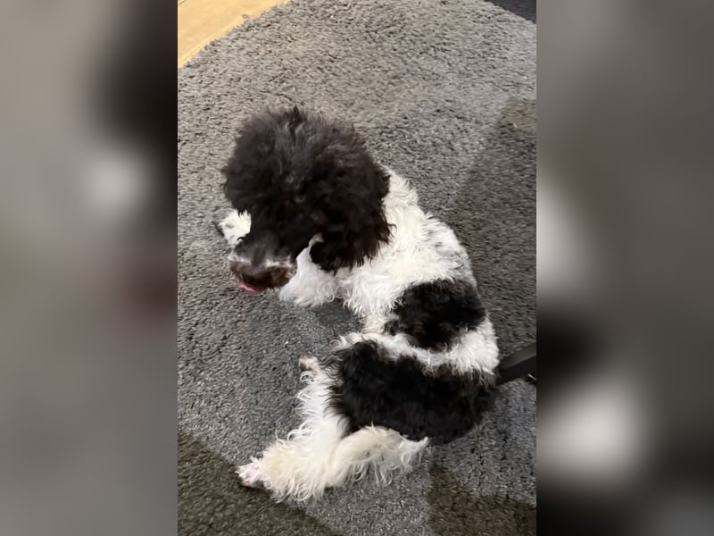 Harlekin Zwergpudel Deckrüde (kein Verkauf)