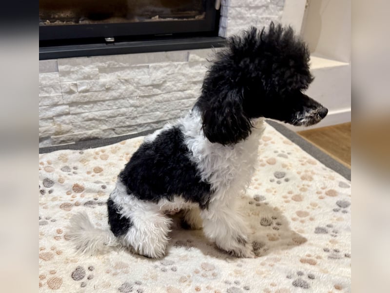 Harlekin Zwergpudel Deckrüde (kein Verkauf)