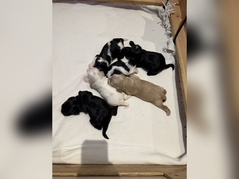 Harlekin Zwergpudel Deckrüde (kein Verkauf)