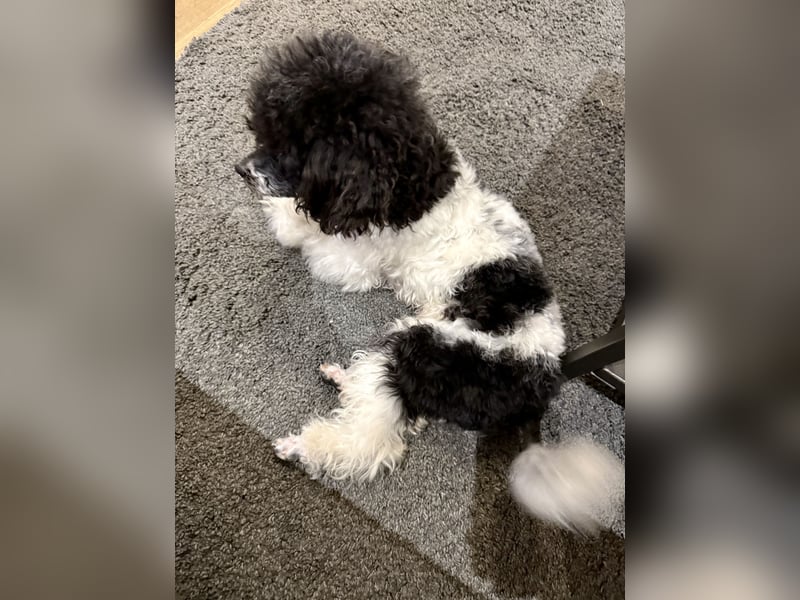 Harlekin Zwergpudel Deckrüde (kein Verkauf)