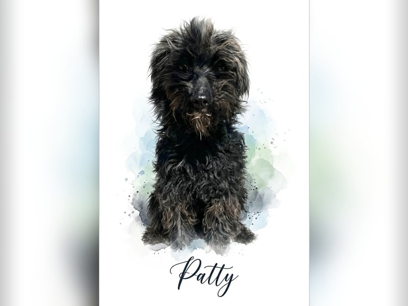 Fröhliche Patty verm. Pudelmix 1 Jahr 37 cm