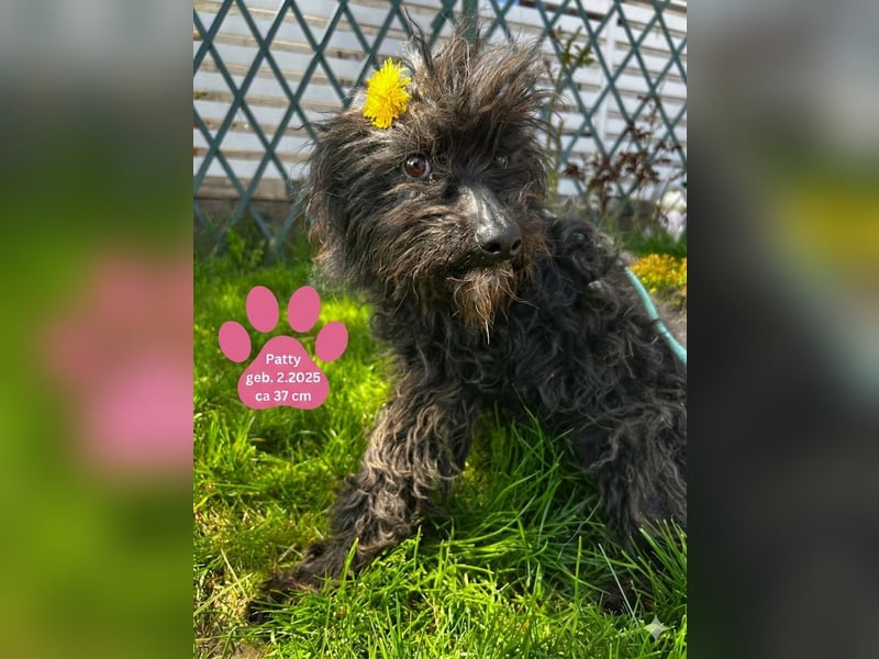 Fröhliche Patty verm. Pudelmix 1 Jahr 37 cm
