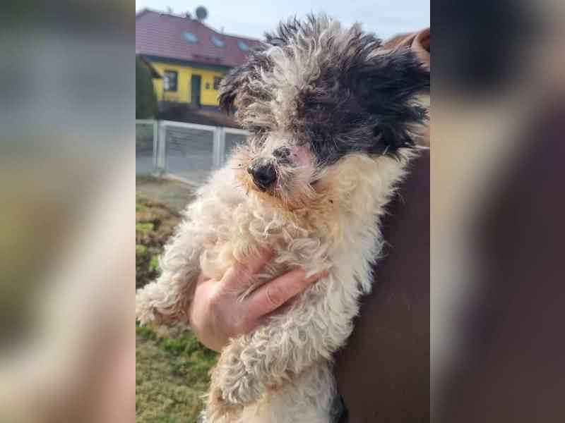 Andi, Zwergpudelmix, geb. 2015, kleiner, blinder Wuschelsenior