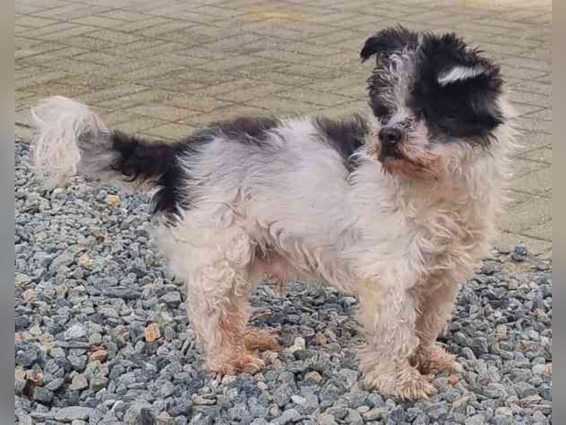 Andi, Zwergpudelmix, geb. 2015, kleiner, blinder Wuschelsenior