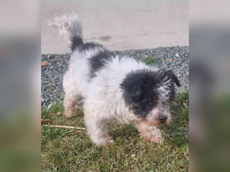 Andi, Zwergpudelmix, geb. 2015, kleiner, blinder Wuschelsenior