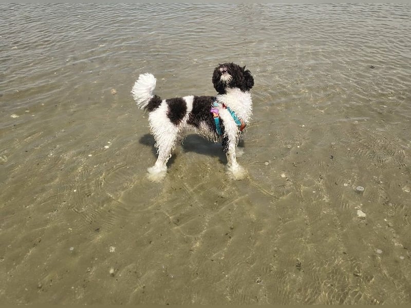 Marmor sucht ein Zuhause (Vermittlungshilfe)