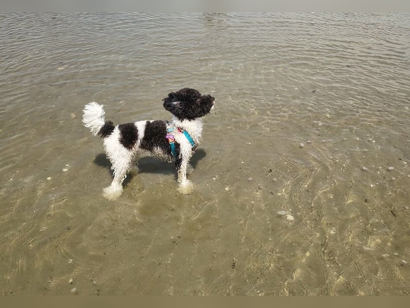 Marmor sucht ein Zuhause (Vermittlungshilfe)