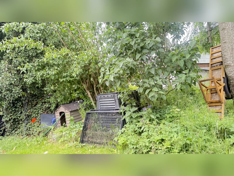 Zwergpudel Deckrüde