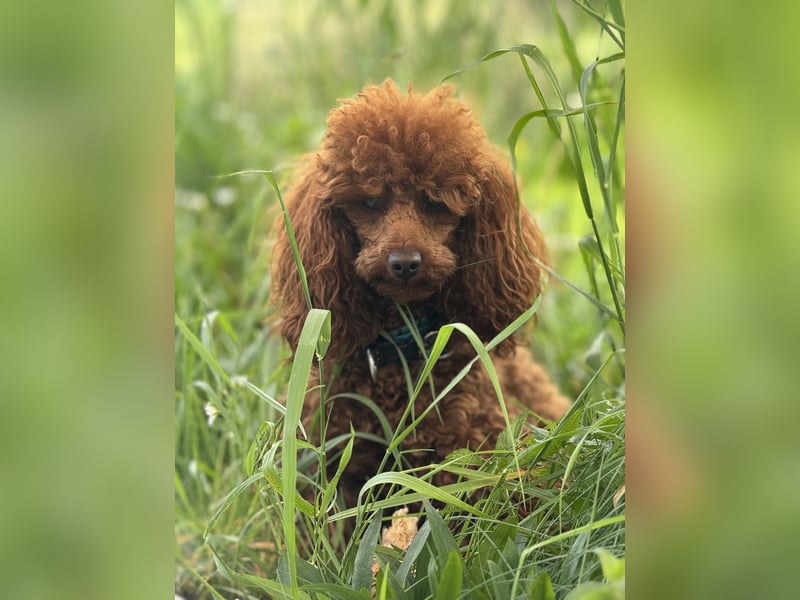 Zwergpudel Deckrüde