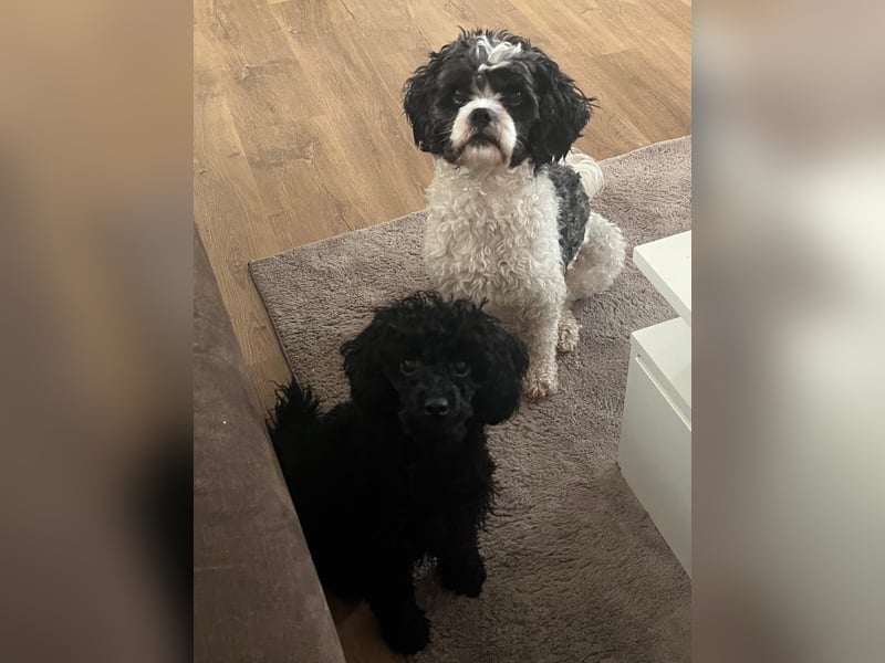 Zwergpudel Deckrüde