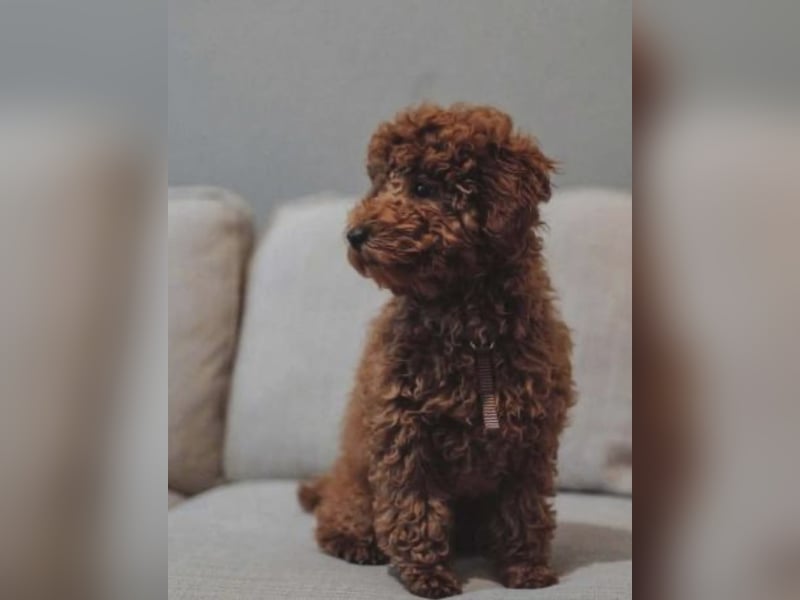 Paros - sensibler Zwergpudel