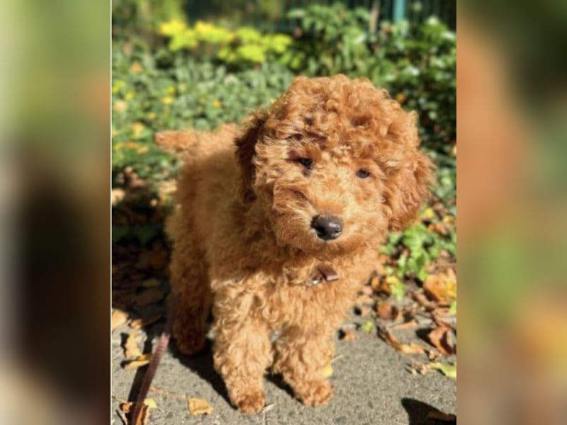 Paros - sensibler Zwergpudel