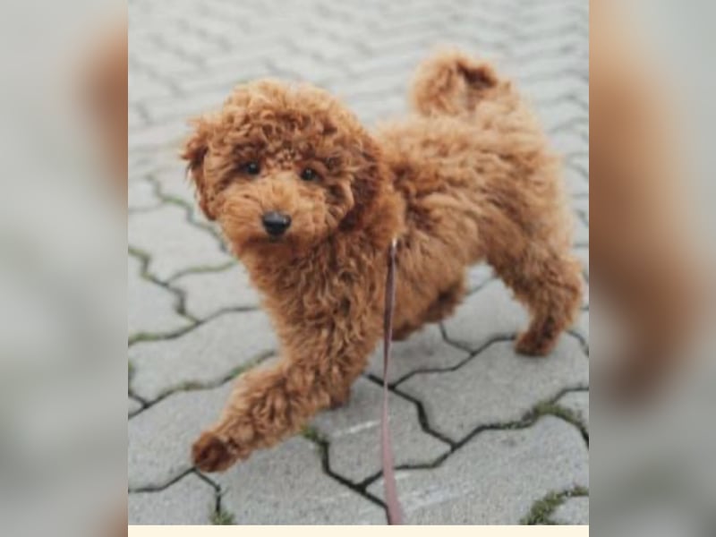 Paros - sensibler Zwergpudel