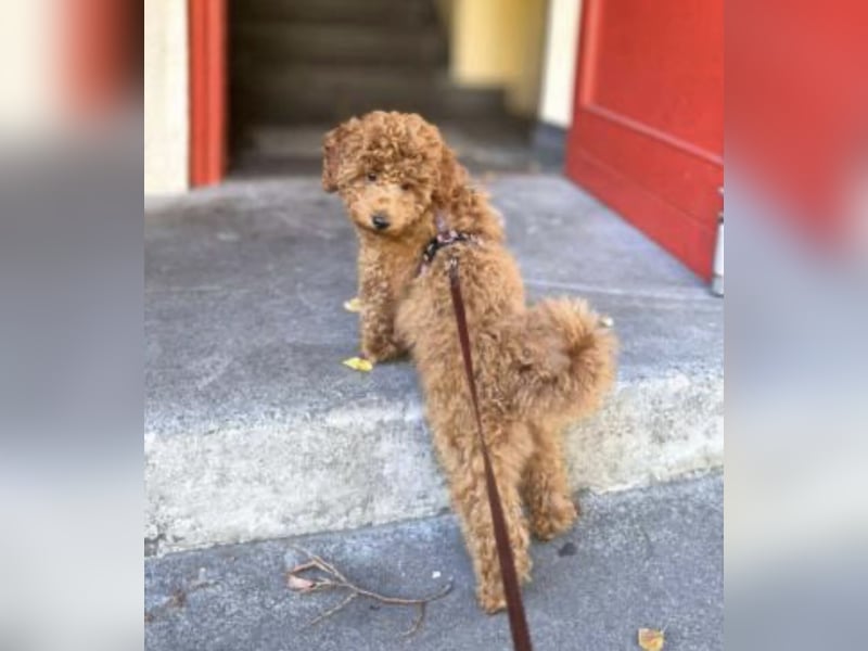 Paros - sensibler Zwergpudel