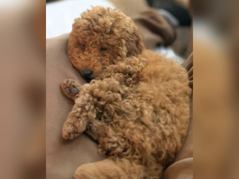 Paros - sensibler Zwergpudel