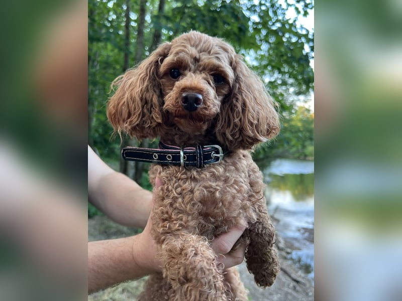 Liebevolles Zuhause für unsere kleine Zwergpudel-Hündin gesucht ❤️