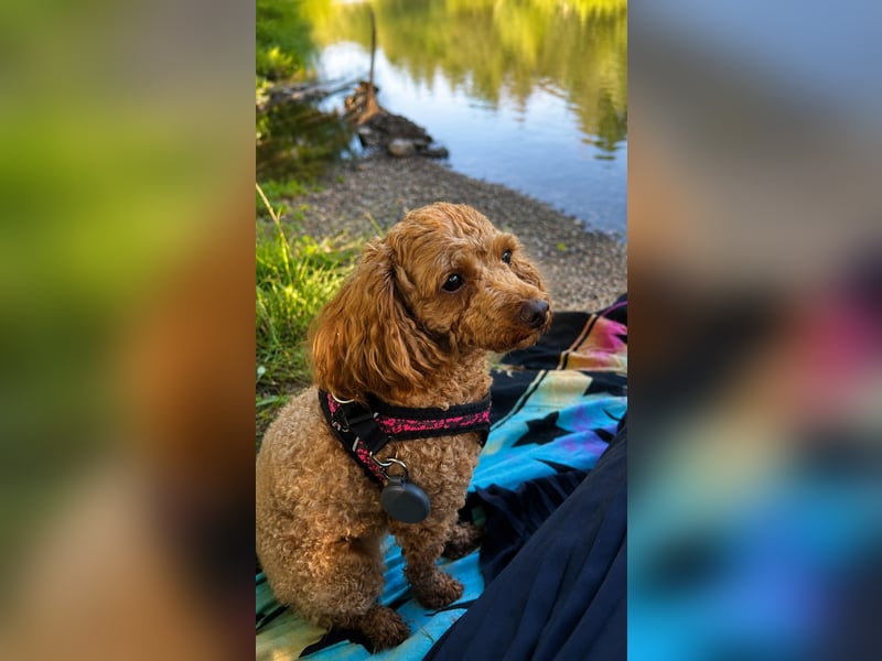 Liebevolles Zuhause für unsere kleine Zwergpudel-Hündin gesucht ❤️