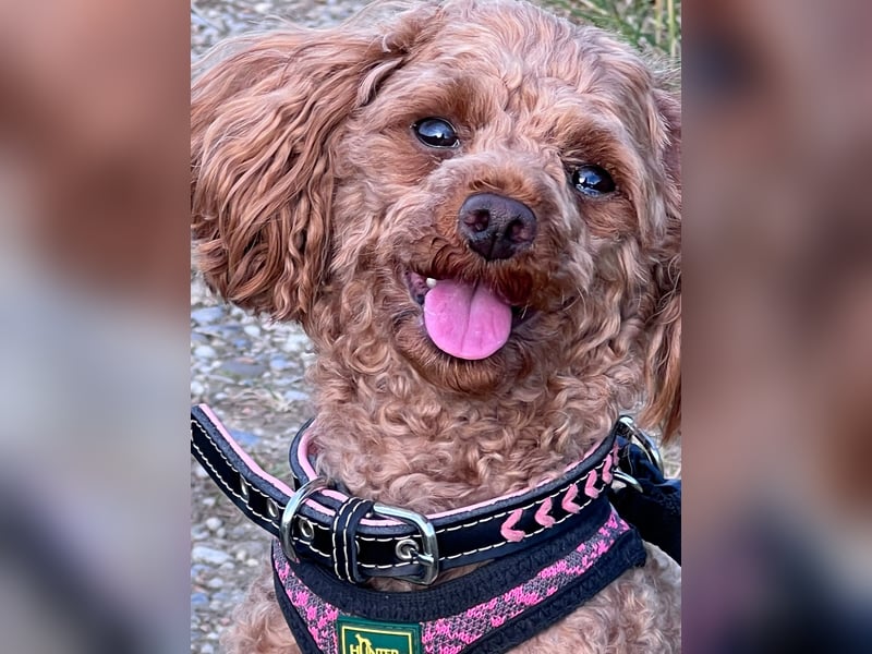 Liebevolles Zuhause für unsere kleine Zwergpudel-Hündin gesucht ❤️
