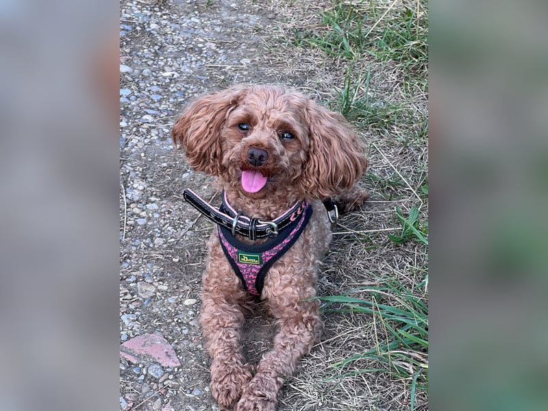 Liebevolles Zuhause für unsere kleine Zwergpudel-Hündin gesucht ❤️
