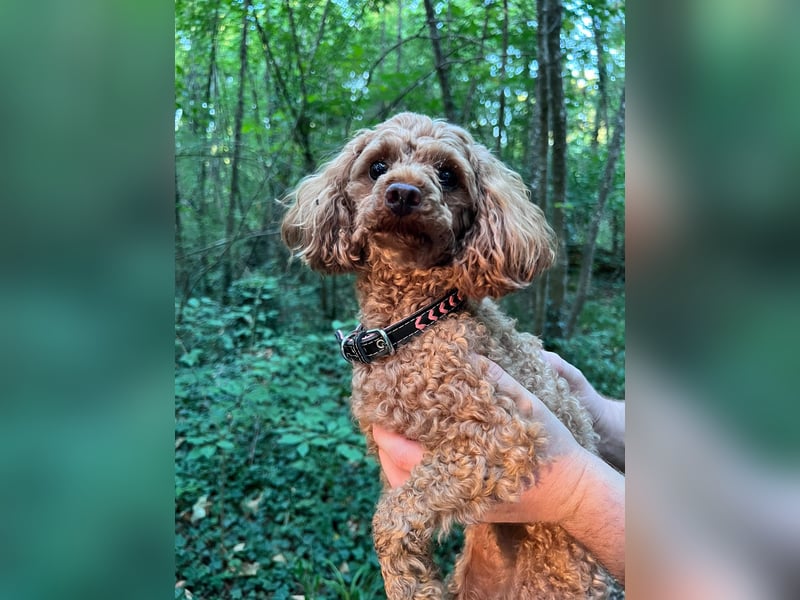 Liebevolles Zuhause für unsere kleine Zwergpudel-Hündin gesucht ❤️