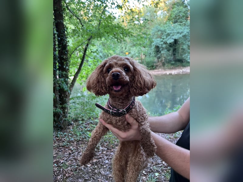Liebevolles Zuhause für unsere kleine Zwergpudel-Hündin gesucht ❤️