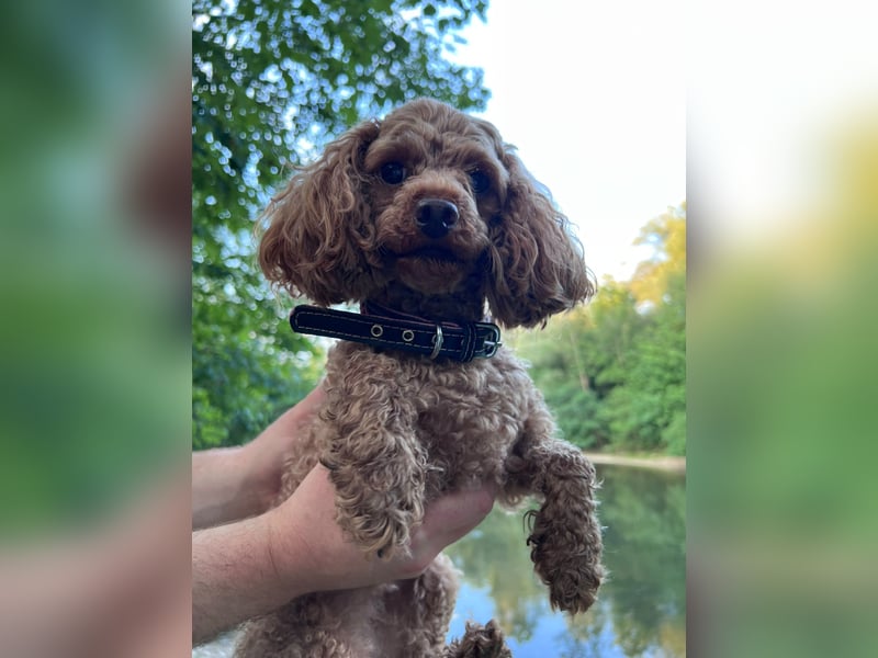 Liebevolles Zuhause für unsere kleine Zwergpudel-Hündin gesucht ❤️