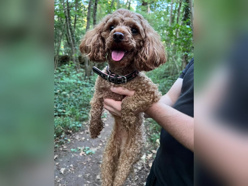 Liebevolles Zuhause für unsere kleine Zwergpudel-Hündin gesucht ❤️