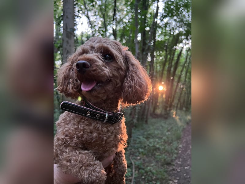 Liebevolles Zuhause für unsere kleine Zwergpudel-Hündin gesucht ❤️