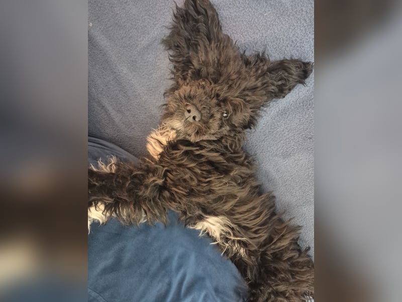 Zwergpudel  kleinpudel