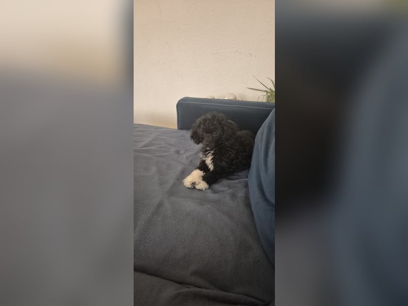 Zwergpudel  kleinpudel