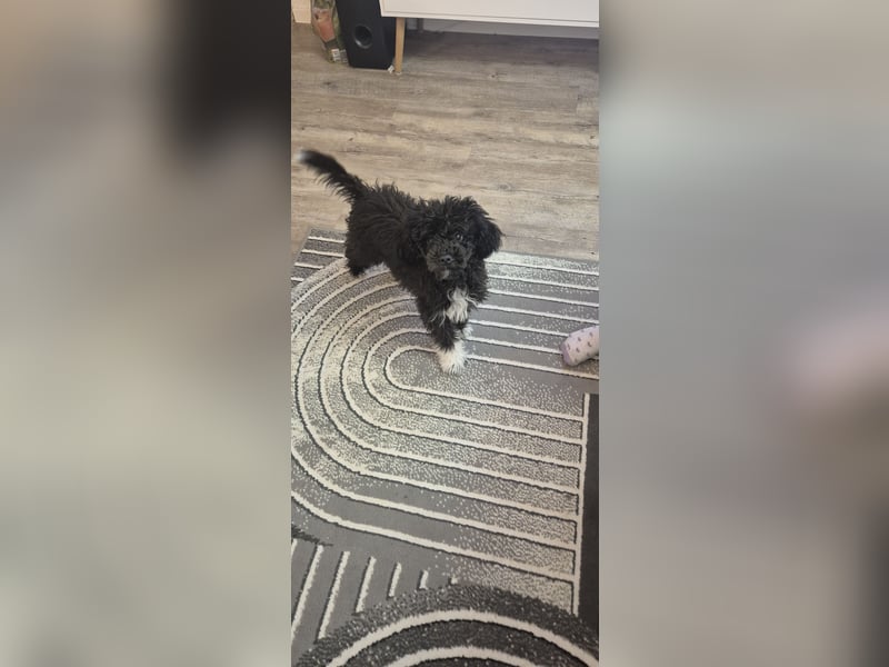 Zwergpudel  kleinpudel