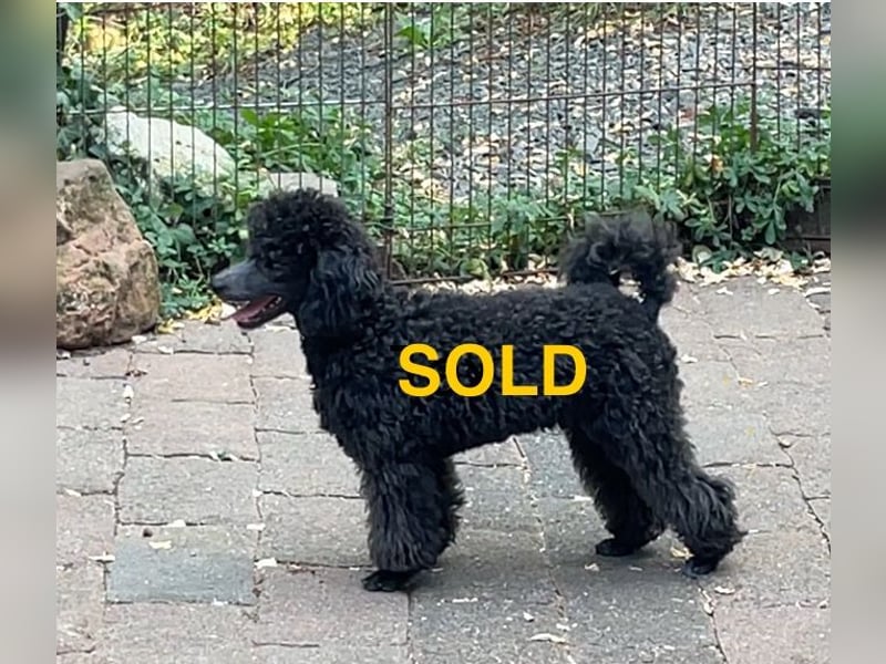 Wunderschöner Zwergpudel Jungrüde sucht seine Menschen