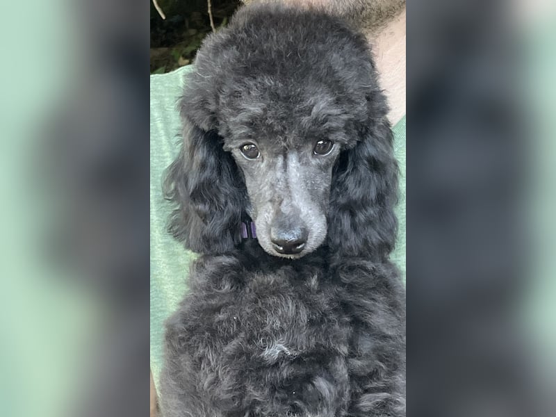 Wunderschöner Zwergpudel Jungrüde sucht seine Menschen