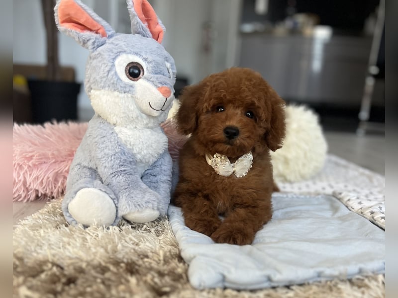 Verspielte Zwergpudel-Hündin